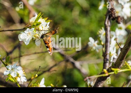 Butterfly on a Prunus Cerasifera tree with white flowers Stock Photo