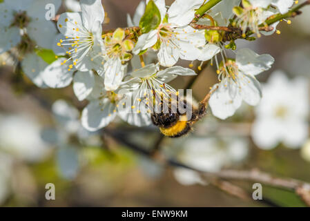 Bumblebee on a Prunus Cerasifera tree with white flowers Stock Photo