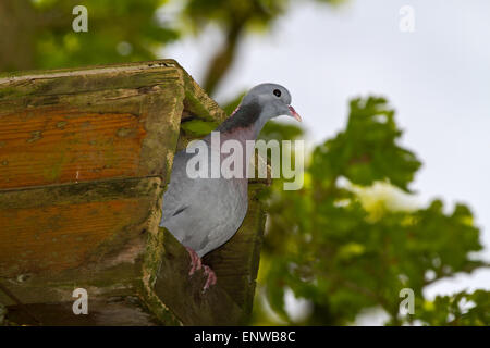 A Stock dove (Columba oenas) in a nest box, meant for an owl. Stock Photo