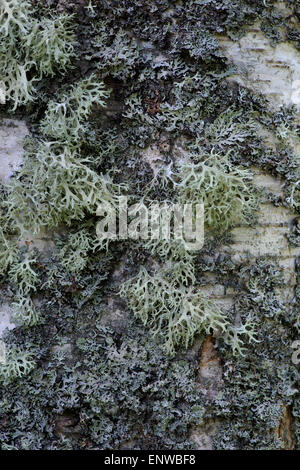 Lichen on a silver birch tree in Scotland. Non parasitic plant like organism Stock Photo