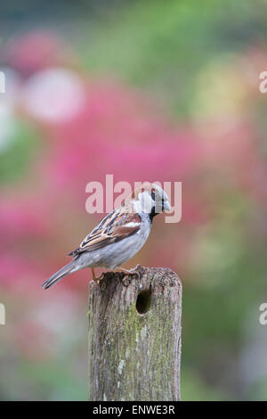 Passer domesticus. Male House sparrow on a wooden post