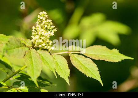 Red elderberry (Sambucus racemosa) in bloom with white flowers and green leaves. It is also known as red-berried elderberry. Nat Stock Photo