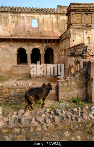 Orchha in Madhya Pradesh. bull walking among ancient palace ruins. Stock Photo