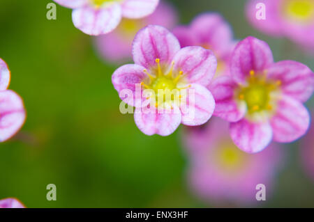 Macro flower Stock Photo