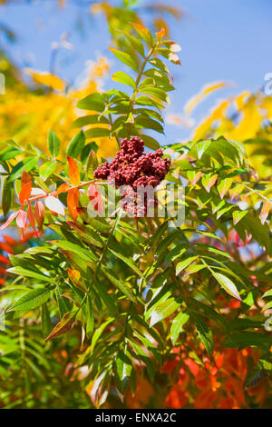 Winged sumac, Rhus copallinum, drupes of red fruit berries on leafy branches of a tree in autumn against a blue sky. Stock Photo
