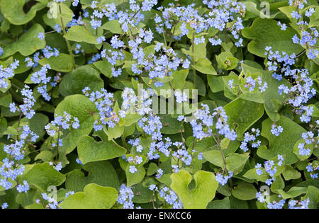 Blue forget-me-nots flowers (Myosotis scorpioides) with leaves in flowerbed in May. Stock Photo