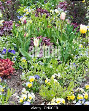 Pretty spring flower bed with pansies, forget-me-nots and tulips in May garden, Sweden. Stock Photo