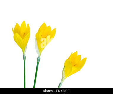 Three yellow crocus flowers isolated on white. Stock Photo