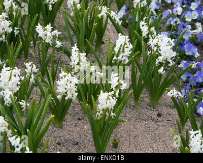 White hyacinths in flowerbed in May, Sweden. Stock Photo