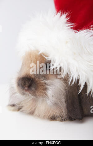 The little rabbit in a hat santa claus closeup Stock Photo