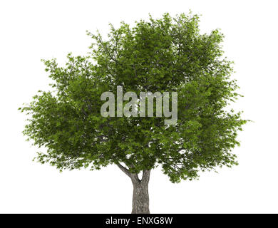 crack willow tree isolated on white background Stock Photo