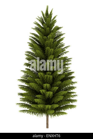norway spruce tree isolated on white background Stock Photo