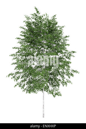 silver birch tree isolated on white background Stock Photo