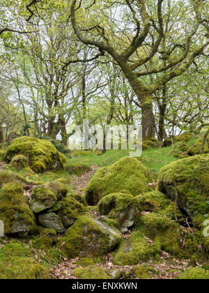 Ty Canol Ancient Oak woodland in Pembrokeshire, Wales Stock Photo