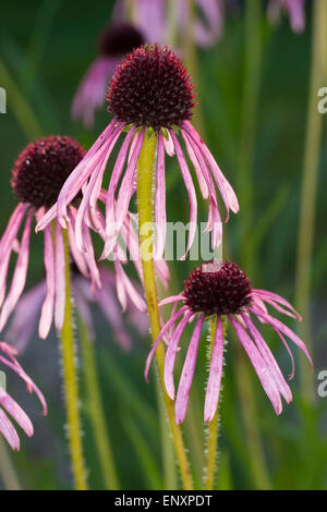 Narrow-leaved purple coneflower, blacksamson echinacea, Cone-flower, Schmalblättriger Sonnenhut, Echinacea angustifolia Stock Photo