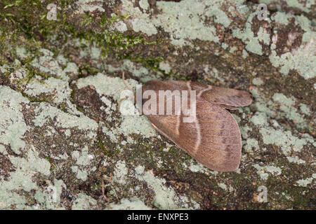 Fox moth, Brombeerspinner, Brombeer-Spinner, Macrothylacia rubi, Glucken, Lasiocampidae Stock Photo