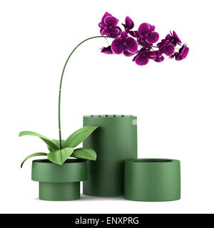 purple orchid flower in pot isolated on white Stock Photo