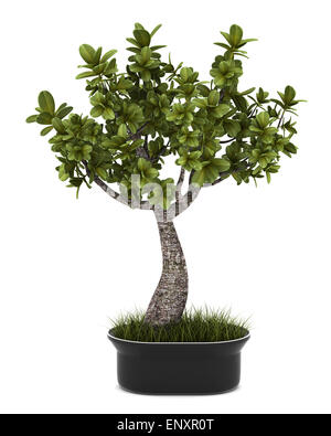 Dwarf bonsai tree isolated on white background Stock Photo - Alamy