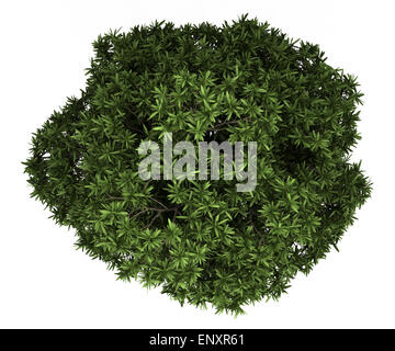 top view of sugar gum tree isolated on white Stock Photo