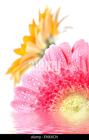Pink daisy-gerbera with water drops isolated on white Stock Photo