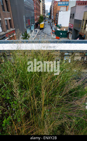 USA, New York State, New York City, Midtown Manhattan, the Wildflower Field on the High Line linear park on a disused elevated railroad spur called the West Side Line crossing West 27th Street below. Stock Photo