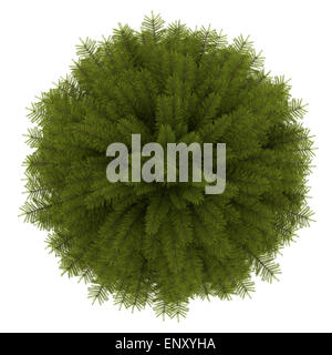 top view of norway spruce tree isolated on white Stock Photo