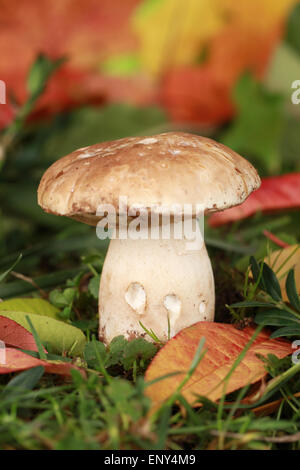 Steinpilz - Pilze - Food Stock Photo - Alamy