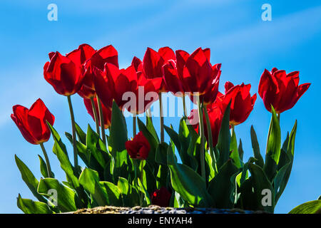 Red tulips growing in a container against a blue sky in the private walled garden at Bowood House in Wiltshire. Stock Photo