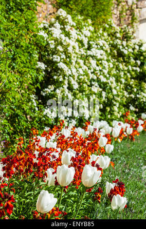 White tulips and orange wallflowers in a border at Bowood House in Wiltshire. Stock Photo