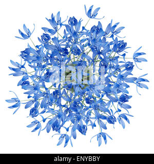 top view of blue flowers in vase isolated on white Stock Photo