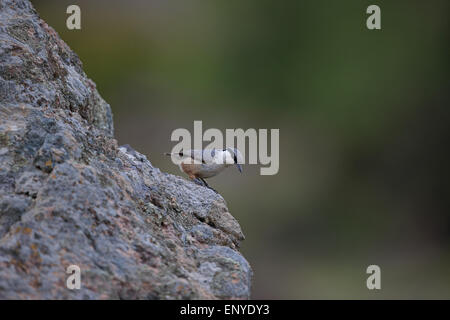 Western Rock Nuthatch (Sitta neumayer) Stock Photo