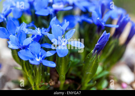 Spring Gentian, Gentiana verna Stock Photo