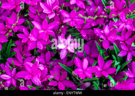 Rhodohypoxis baurii 'Tetra Red' Stock Photo