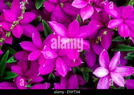 Rhodohypoxis baurii 'Tetra Red' Stock Photo