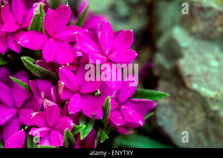 Rhodohypoxis baurii 'Tetra Red' Stock Photo