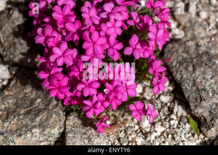 Rhodohypoxis baurii 'Tetra Red' Stock Photo