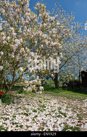 Petals falling on a large flowering Magnolia x soulangeana tree, behind is a flowering wild cherry tree both set against a blue Stock Photo