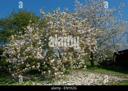 Petals falling on a large flowering Magnolia x soulangeana tree, behind is a flowering wild cherry tree both set against a blue sky Stock Photo