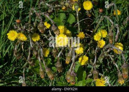 Yellow coltsfoot, Tussilago farfara, flowering plants and going to seed in early spring Stock Photo