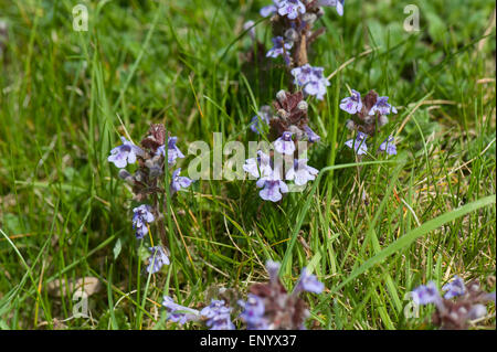 Ground ivy, Glechoma hederacea, flowering plants in short grassland, Berkshire, April Stock Photo