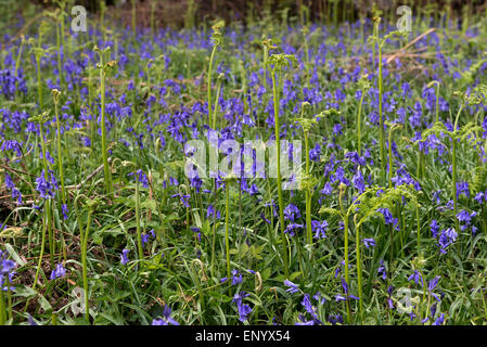Bluebells in flower with shoots of young bracken in a spring woodland, Berkshire, April Stock Photo