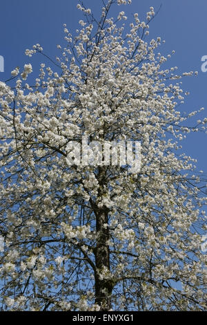 A bird or wild cherry tree, Prunus avium, in full white flower against a blue sky in springtime Stock Photo