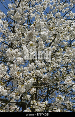 A bird or wild cherry tree, Prunus avium, in full white flower against a blue sky in springtime Stock Photo
