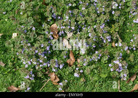 Ground ivy, Glechoma hederacea, flowering plants in short grassland, Berkshire, April Stock Photo