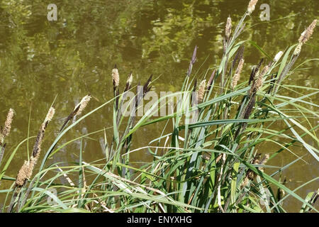 Common or black sedge, Carex nigra, flowering on the bank of the Kennet and Avon Canal, Hungerford, Berkshire, April Stock Photo