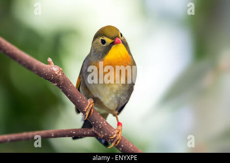 pekin robin on branch Stock Photo