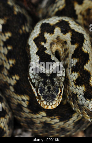 Adder Venomous Snake Stock Photo - Alamy