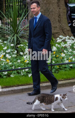 Downing Street, London, UK. 12th May, 2015. The all-conservatives Cabinet ministers gather for their first official meeting at Downing Street. PICTURED: Larry the cat at No. 10 strolls past arriving Parliamentary Under Secretary of State for Defence Personnel, Welfare and Veterans, Mark Lancaster. Credit:  Paul Davey/Alamy Live News Stock Photo
