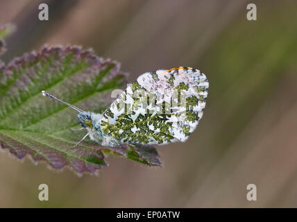 Orange-tip butterfly (male) at rest on leaf.  Heyshott Escarpment, Sussex, England. Stock Photo