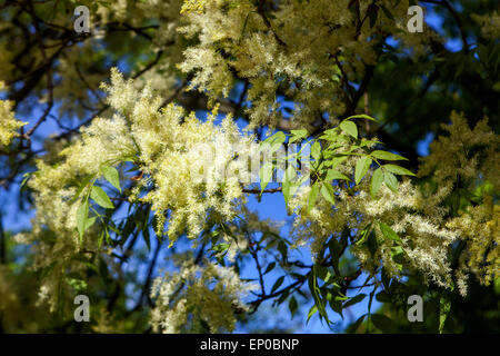 Manna Ash tree Fraxinus ornus flowers and leaves Stock Photo